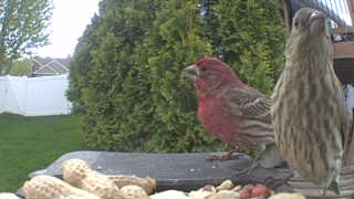 house finch
