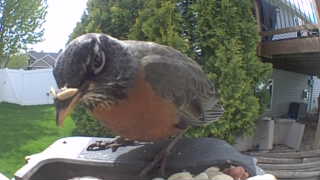 american robin