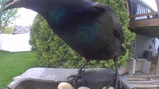 european starling