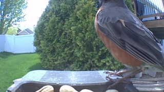 american robin