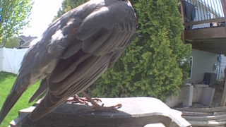mourning dove