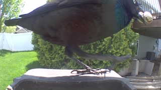 common grackle