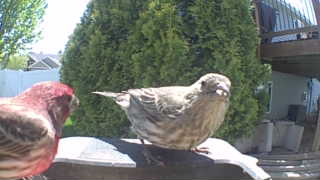 house finch