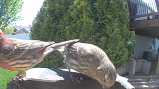 house finch