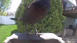 red-winged blackbird