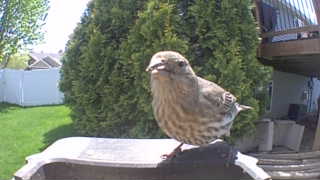 house finch