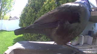 common grackle