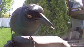 common grackle