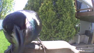 common grackle