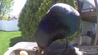 mallard