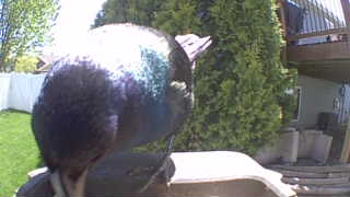 mallard