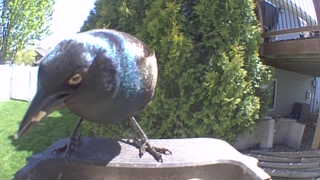 common grackle