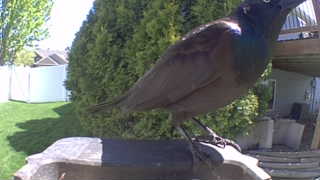 common grackle
