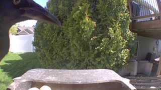 american crow