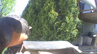 Unidentified clip