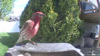 house finch