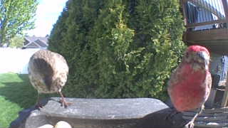 house finch