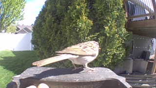 song sparrow