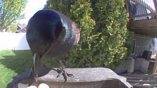 common grackle