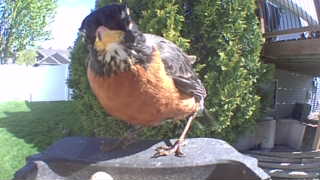 american robin