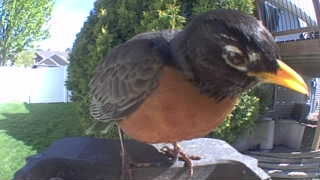 american robin