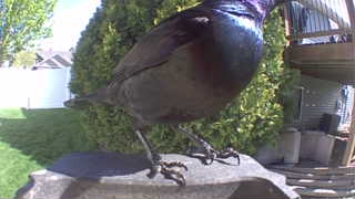 common grackle