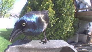 common grackle
