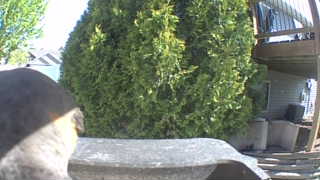 Unidentified clip