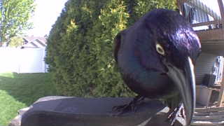 common grackle