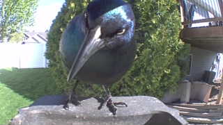 common grackle