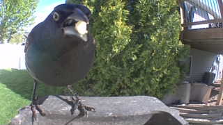 common grackle