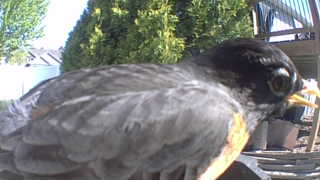 american robin