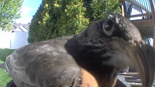 american robin
