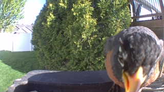american robin