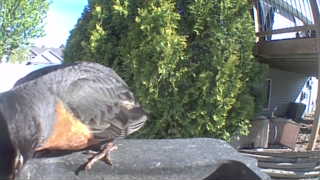 american robin