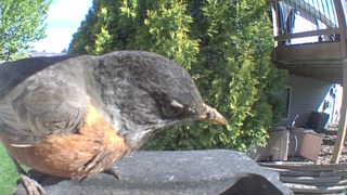 american robin