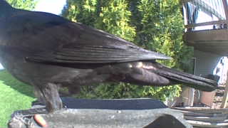 american crow
