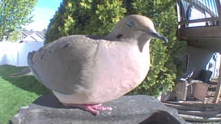 mourning dove
