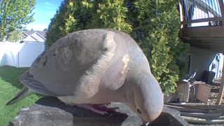 mourning dove
