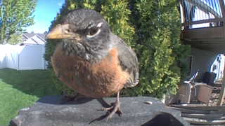 american robin