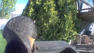 cooper's hawk