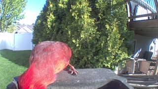 purple finch