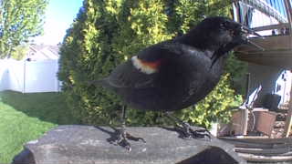 red-winged blackbird