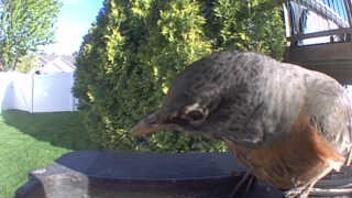 american robin