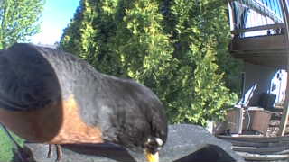 american robin