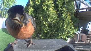 american robin