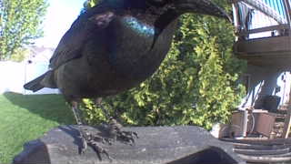 common grackle