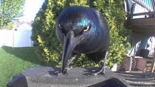 common grackle