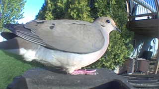 mourning dove
