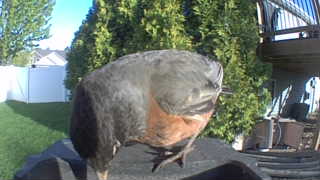 american robin